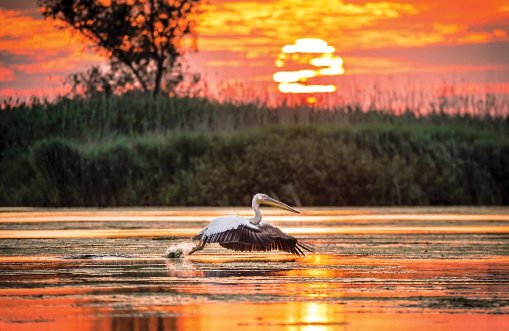 Observarea păsărilor (birdwatching)
